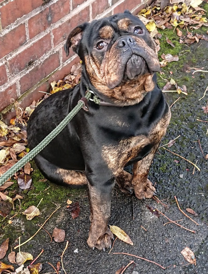 Doggydude - Dog Behavioural Expert & Professional Dog Walker
