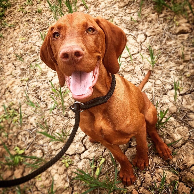 Todd Gundog Training