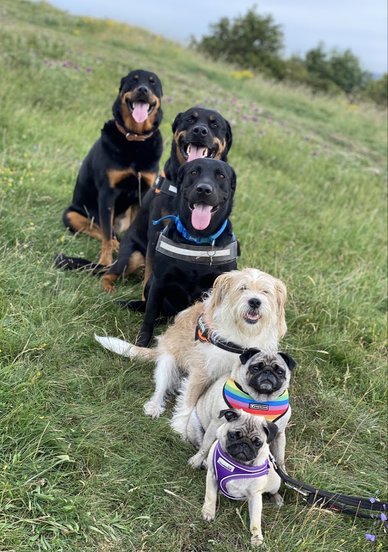 Alpha Omega Pet Services - Dog Care Services Sunderland