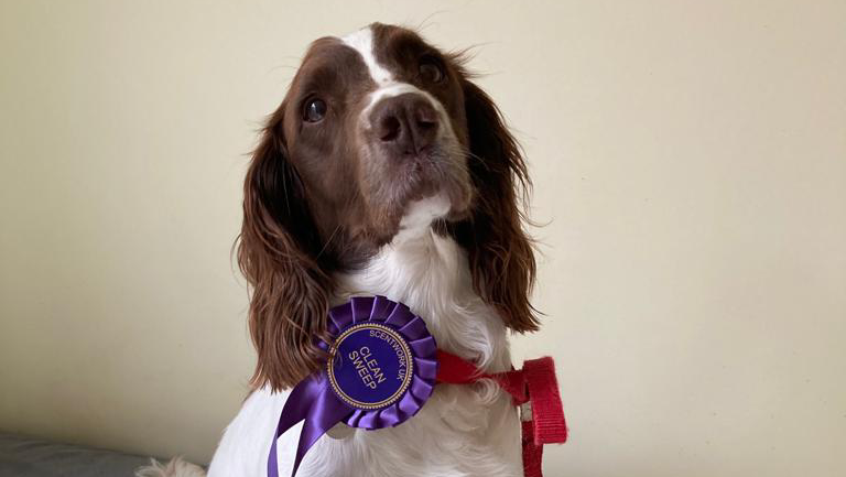 Canine Scentwork Training Academy