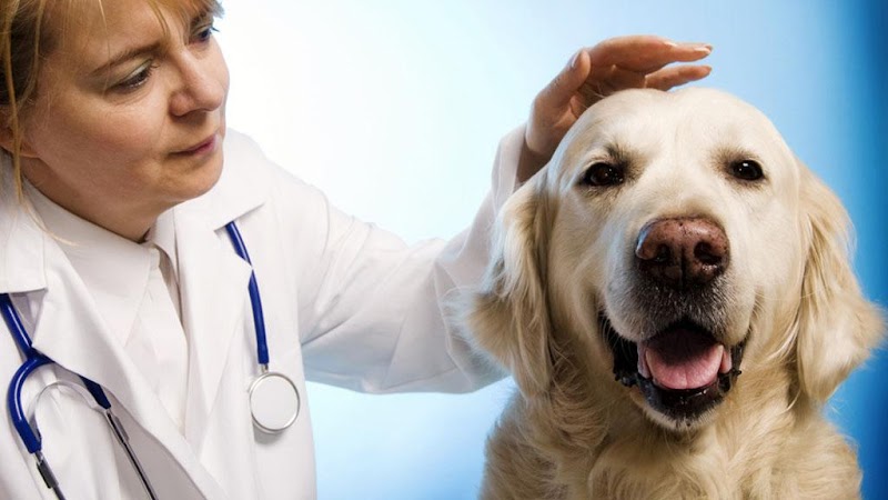 Abbeywood Vets Ltd