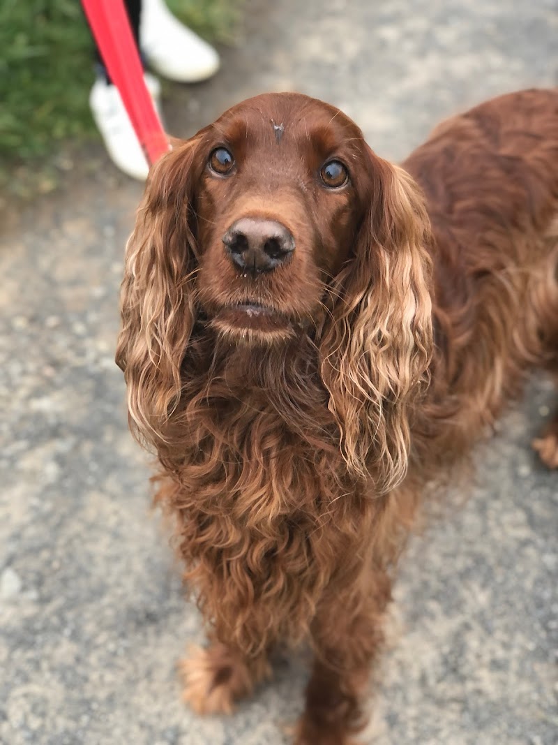 Bristol Dog School - puppy, dog and gundog trainer