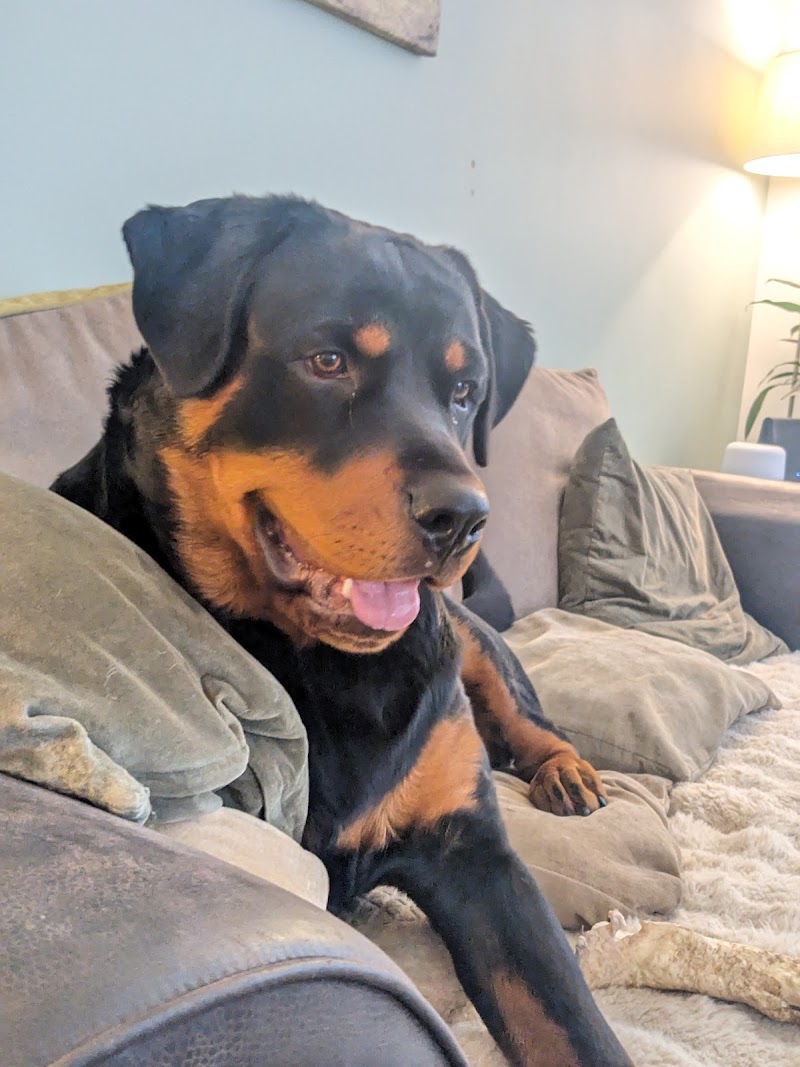 Vets for Pets - Leeds Colton
