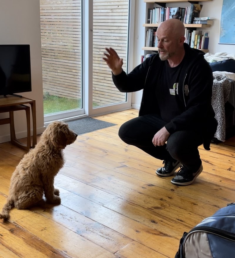 Bristol Dog Behaviourist and Puppy Trainer