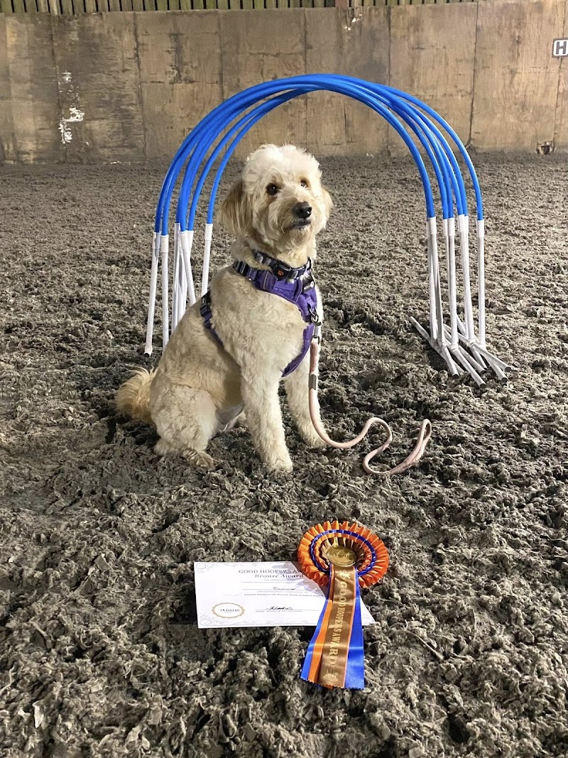 Passion For Pets - Bristol Dog Walking and Training