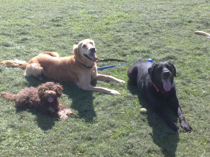 Ace dog training